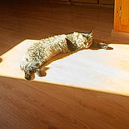 ésy participe au concours pour gagner de l'argent avec cette photo : cat, sunlight, wooden_floor, stretching, indoor, feline, relaxing, home, cabinet, brown, pet, fur, domestic_animal, sunbeam, resting, cozy, animal, warm, daylight, living_space