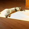 cat, sunlight, wooden_floor, stretching, indoor, feline, relaxing, home, cabinet, brown, pet, fur, domestic_animal, sunbeam, resting, cozy, animal, warm, daylight, living_space