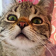 Lola joined the competition — help win amazing prizes! cat, tabby, close_up, green_eyes, whiskers, ears, fur, pet, indoor, curious, animal, portrait, face, feline, background, pattern, red_curtain, white_circles, domestic_animal, cute