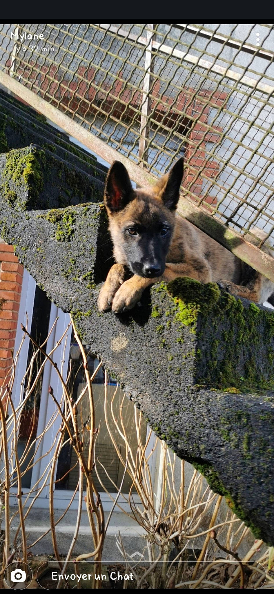 Pryska participe au concours pour gagner de l'argent avec cette photo : animal_shelter, belgian_shepherd, canidae, carnivore, dog, dog_breed, dutch_shepherd_dog, east_european_shepherd, german_shepherd_dog, kunming_wolfdog, old_german_shepherd_dog, saarloos_wolfdog, shiloh_shepherd_dog, wolfdog