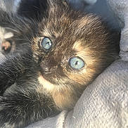 Stormy joined the competition — help win amazing prizes! animal, blanket, blue_eyes, cat, close_up, cozy, cute, domestic_cat, feline, fluffy, fur, indoor, kitten, pet, portrait, resting, sleepy, soft_light, whiskers, young