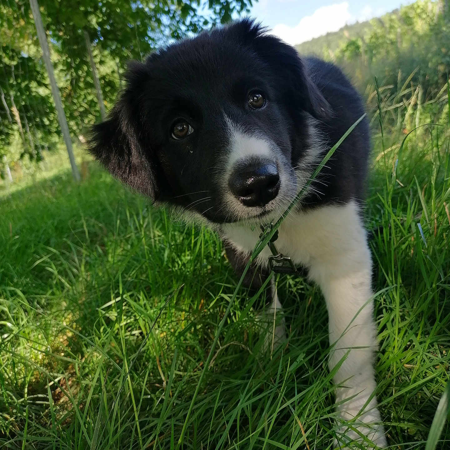 Charlie