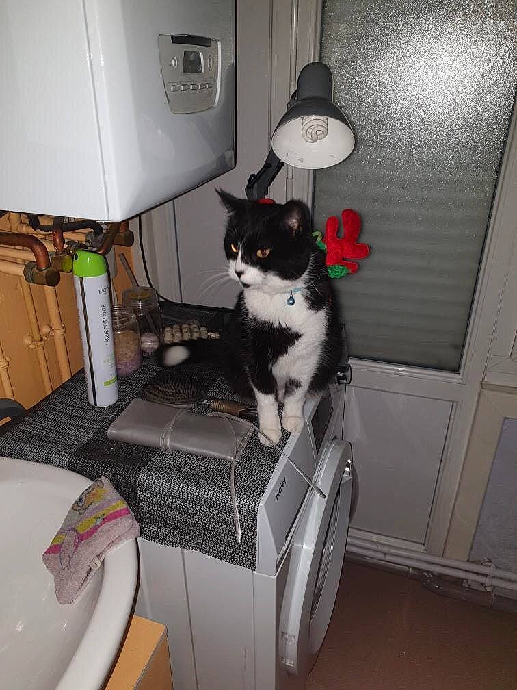 Vagabond a rejoint le concours — aidez-le/la à gagner de superbes lots ! carnivore, cat, clothes_dryer, domestic_short_haired_cat, european_shorthair, felidae, plumbing_fixture, polydactyl_cat, room, sink, small_to_medium_sized_cats, tail, toilet, washing_machine, whiskers