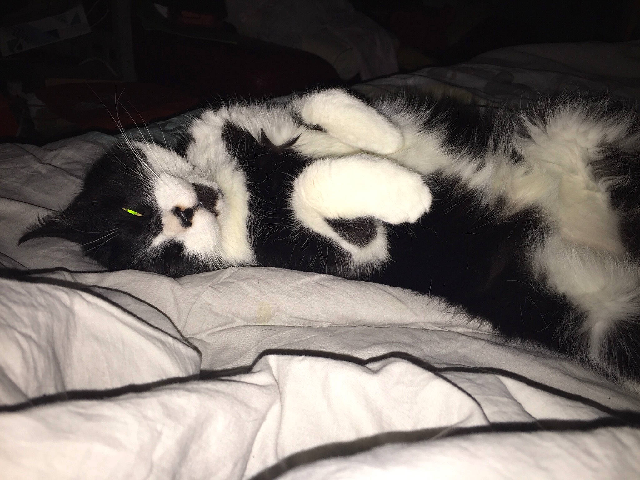 Vagabond participe au concours pour gagner de l'argent avec cette photo : border_collie, canidae, carnivore, dog, dog_breed, fur, mammal, nap, siberian_husky, sleep