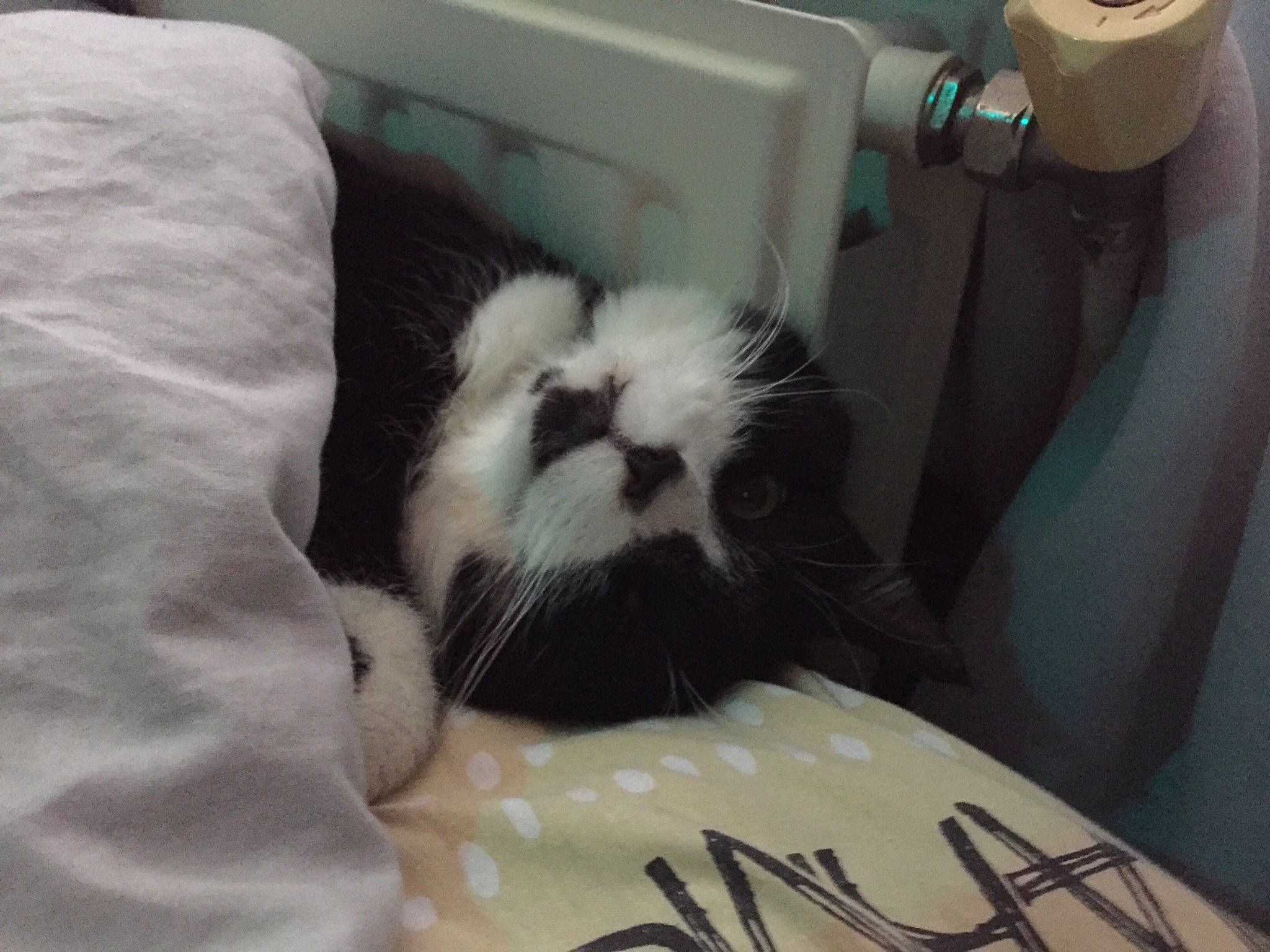 Vagabond participe au concours pour gagner de l'argent avec cette photo : carnivore, cat, ear, felidae, fur, kitten, small_to_medium_sized_cats, snout, whiskers