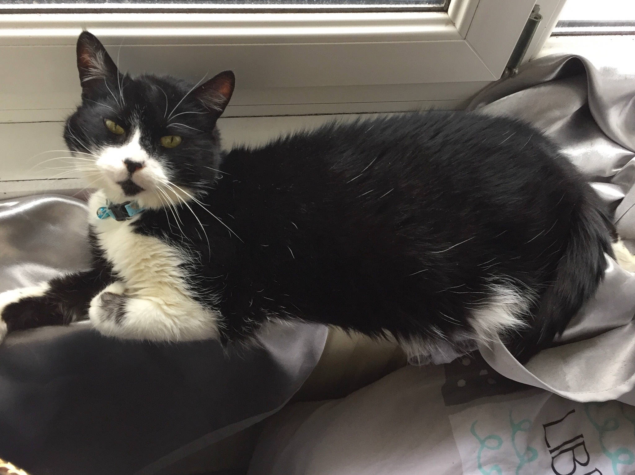 Vagabond a rejoint le concours — aidez-le/la à gagner de superbes lots ! black_and_white, black_cat, canidae, carnivore, cat, domestic_short_haired_cat, ear, felidae, fur, kitten, mammal, norwegian_forest_cat, small_to_medium_sized_cats, snout, tail, whiskers