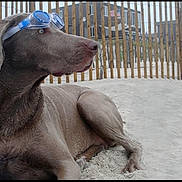 Sombra is registered to the contest to win money with this photo: dog, weimaraner, pet, animal, goggles, blue_goggles, sand, beach, outdoor, sitting, lying_down, short_hair, gray_coat, profile, portrait, fence, building, sunny, vacation, funny