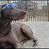 dog, weimaraner, pet, animal, goggles, blue_goggles, sand, beach, outdoor, sitting, lying_down, short_hair, gray_coat, profile, portrait, fence, building, sunny, vacation, funny
