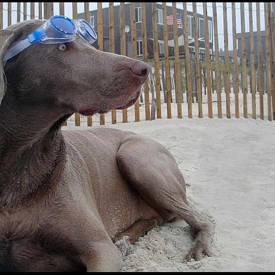 Sombra is registered to the contest to win money with this photo: dog, weimaraner, pet, animal, goggles, blue_goggles, sand, beach, outdoor, sitting, lying_down, short_hair, gray_coat, profile, portrait, fence, building, sunny, vacation, funny