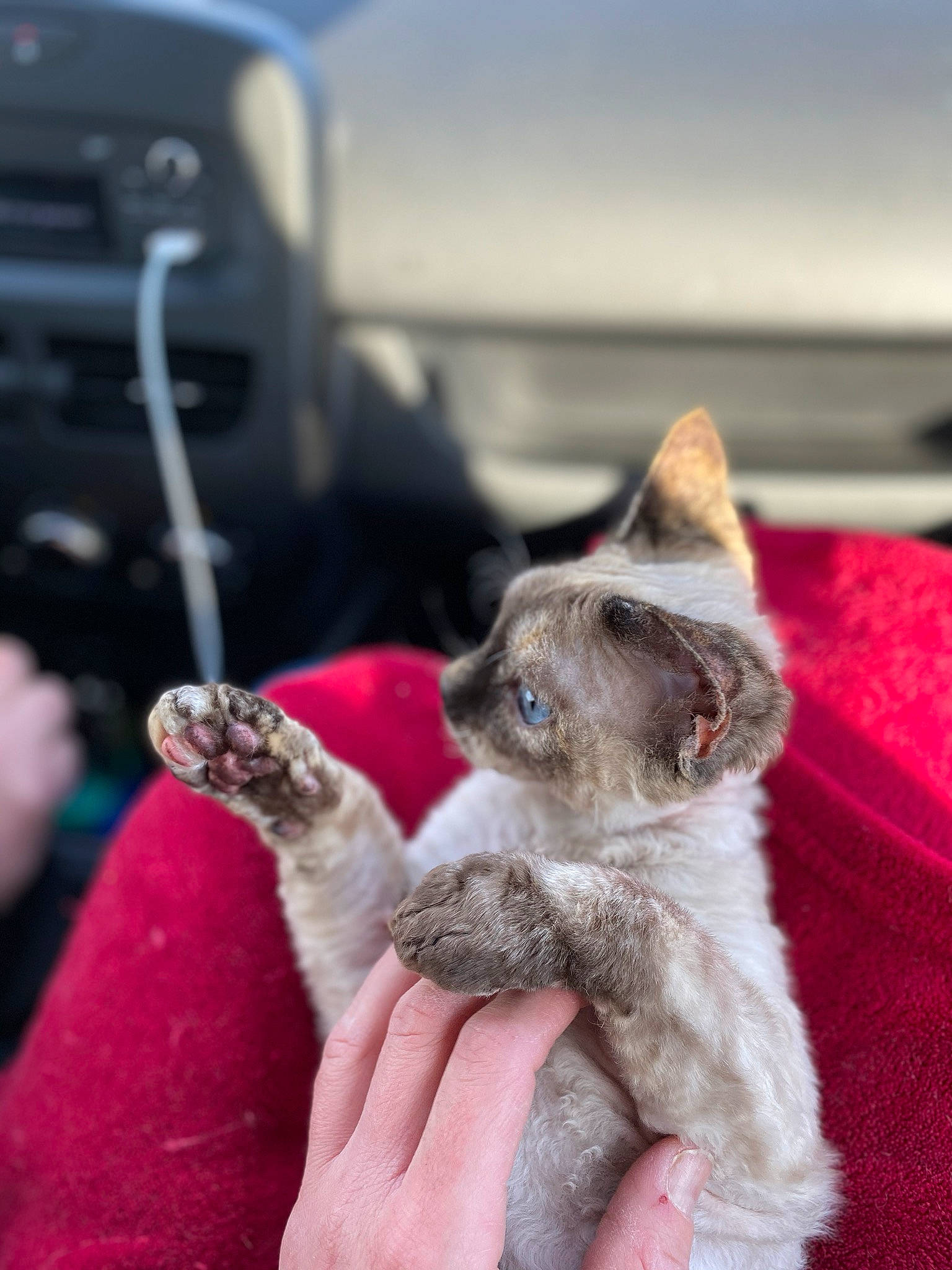 Perle a rejoint le concours — aidez-le/la à gagner de superbes lots ! british_shorthair, carnivore, cat, claw, devon_rex, domestic_short_haired_cat, ear, fawn, felidae, german_rex, hand, kitten, mammal, paw, polydactyl_cat, small_to_medium_sized_cats, snout, whiskers