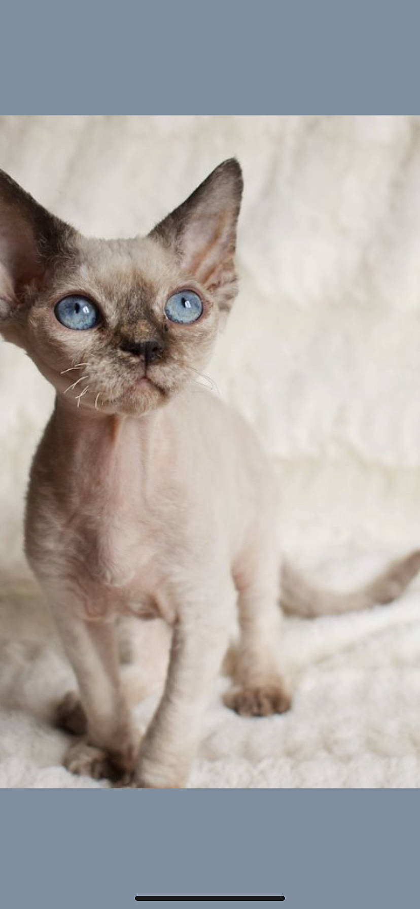 Perle a rejoint le concours — aidez-le/la à gagner de superbes lots ! asian, carnivore, cat, colorpoint_shorthair, cornish_rex, devon_rex, fawn, felidae, german_rex, kitten, mammal, rex_cat, siamese, singapura, small_to_medium_sized_cats, snout, thai, tonkinese, vertebrate, whiskers