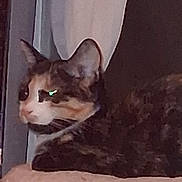 Keekerson is registered to the contest to win money with this photo: animal, calico_cat, cat, cat_tree, closeup, curtain, domestic_cat, ears, eye_reflection, feline, fur, home, indoor, mammal, pet, platform, resting, side_view, sleepy, whiskers