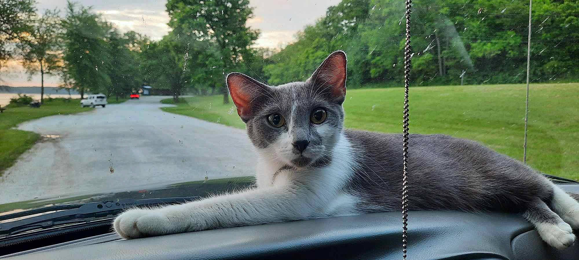 Chleopatra joined the competition — help win amazing prizes! car, carnivore, cat, cloud, domestic_short_haired_cat, eye, fawn, felidae, fur, grass, metal, plant, sky, small_to_medium_sized_cats, snout, tail, tree, vertebrate, whiskers, windshield