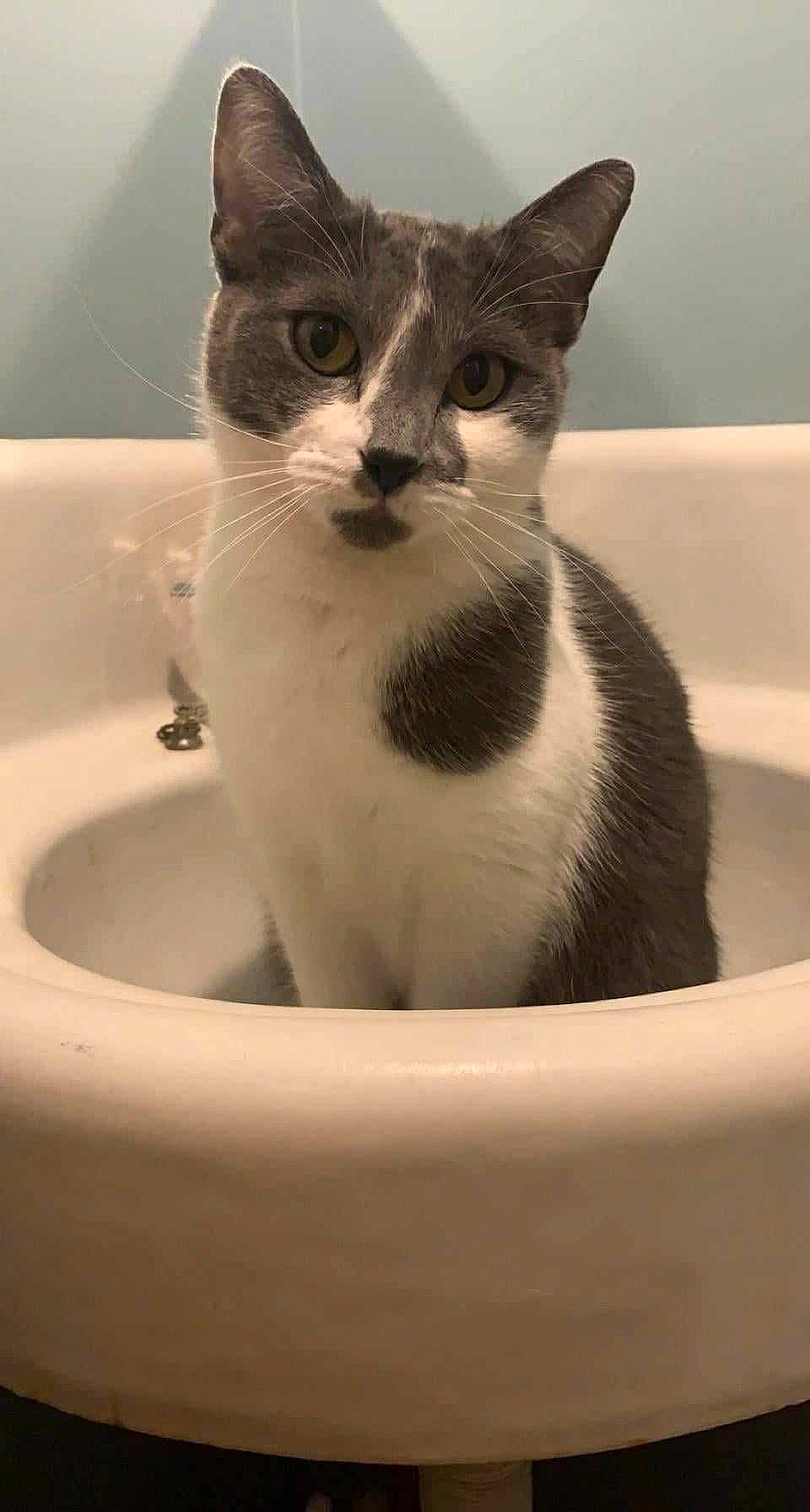 Chleopatra joined the competition — help win amazing prizes! bathroom, bathtub, carnivore, cat, domestic_short_haired_cat, eye, felidae, fluid, fur, liquid, paw, plumbing, plumbing_fixture, sink, small_to_medium_sized_cats, snout, tap, water, whiskers, window