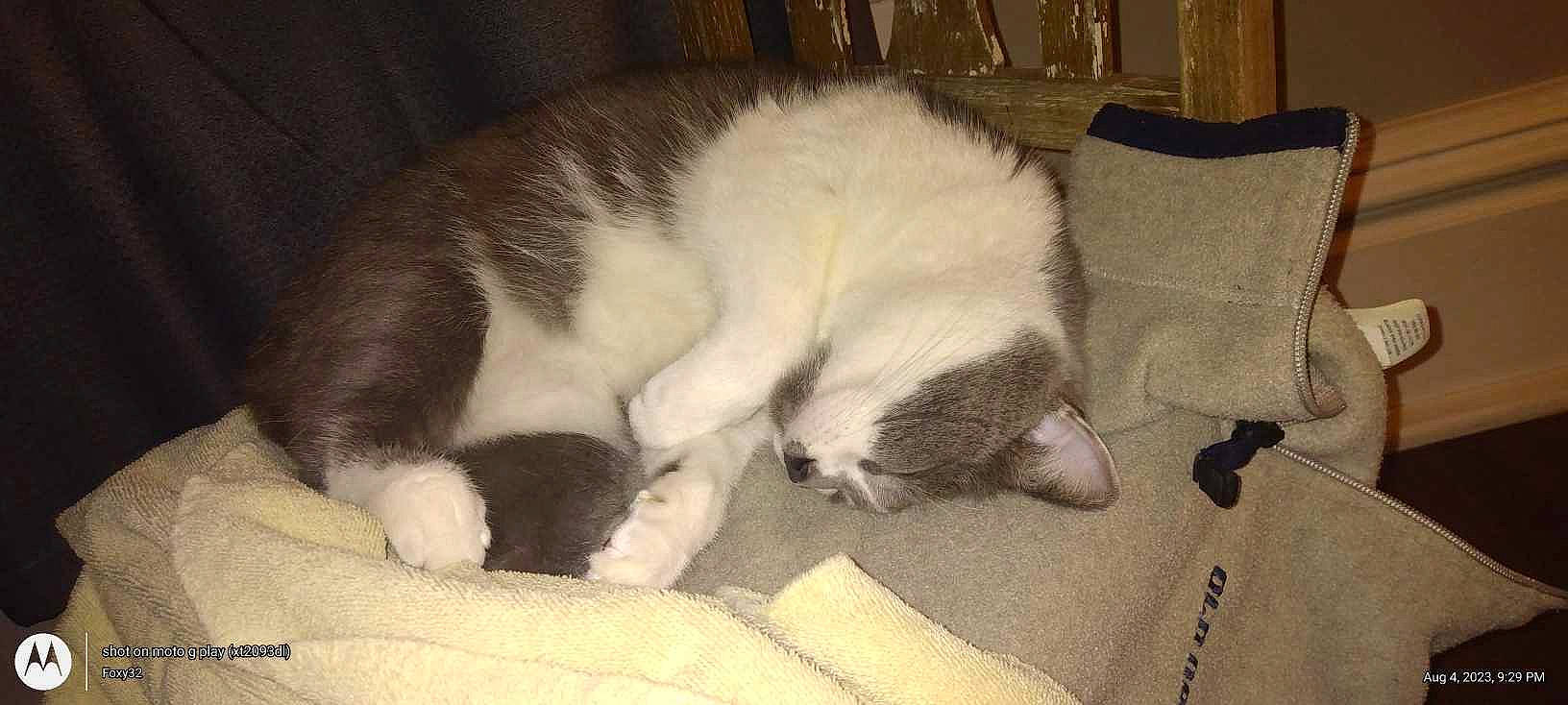 Chleopatra is registered to the contest to win money with this photo: canidae, carnivore, cat, comfort, companion_dog, dog_breed, domestic_short_haired_cat, felidae, fur, linens, nap, paw, room, sleep, small_to_medium_sized_cats, snout, sporting_group, tail, terrestrial_animal, whiskers