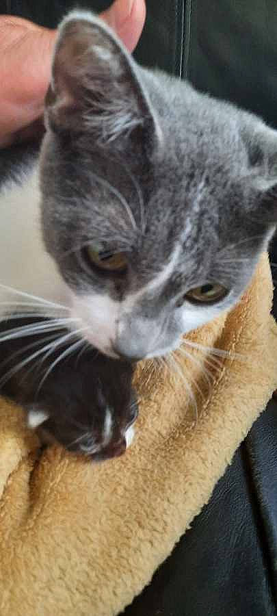 Chleopatra joined the competition — help win amazing prizes! carnivore, cat, claw, comfort, domestic_short_haired_cat, ear, felidae, fur, paw, photo_caption, small_to_medium_sized_cats, snout, tail, whiskers