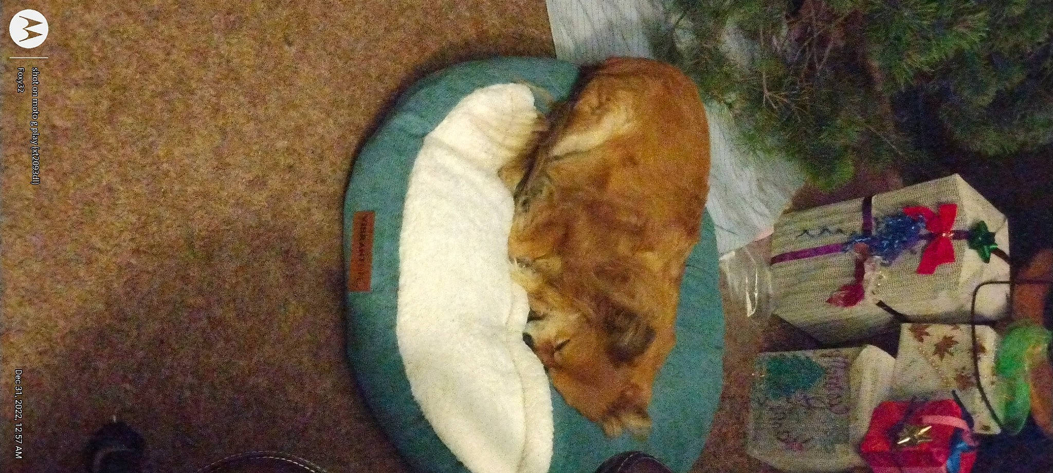 Chase joined the competition — help win amazing prizes! art, canidae, carnivore, cat, claw, comfort, companion_dog, dog_breed, domestic_short_haired_cat, fawn, felidae, fur, linens, paw, room, small_to_medium_sized_cats, sporting_group, tail, whiskers, wood