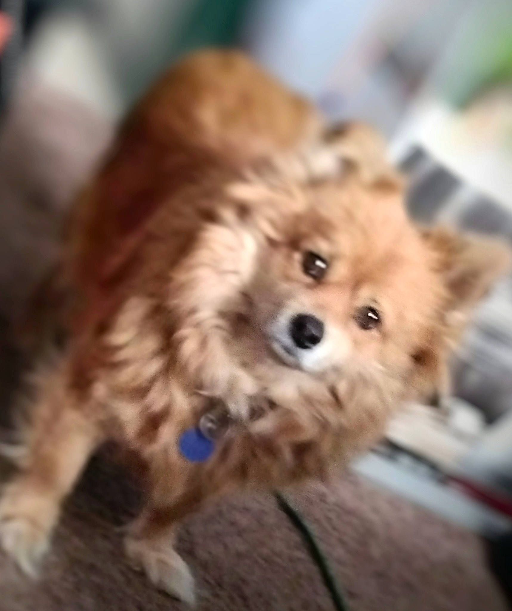 Chase is registered to the contest to win money with this photo: canidae, carnivore, companion_dog, dog, dog_breed, fawn, flooring, fur, german_spitz, german_spitz_mittel, non_sporting_group, snout, spitz, sporting_group, terrestrial_animal, toy_dog, whiskers, wood, working_animal