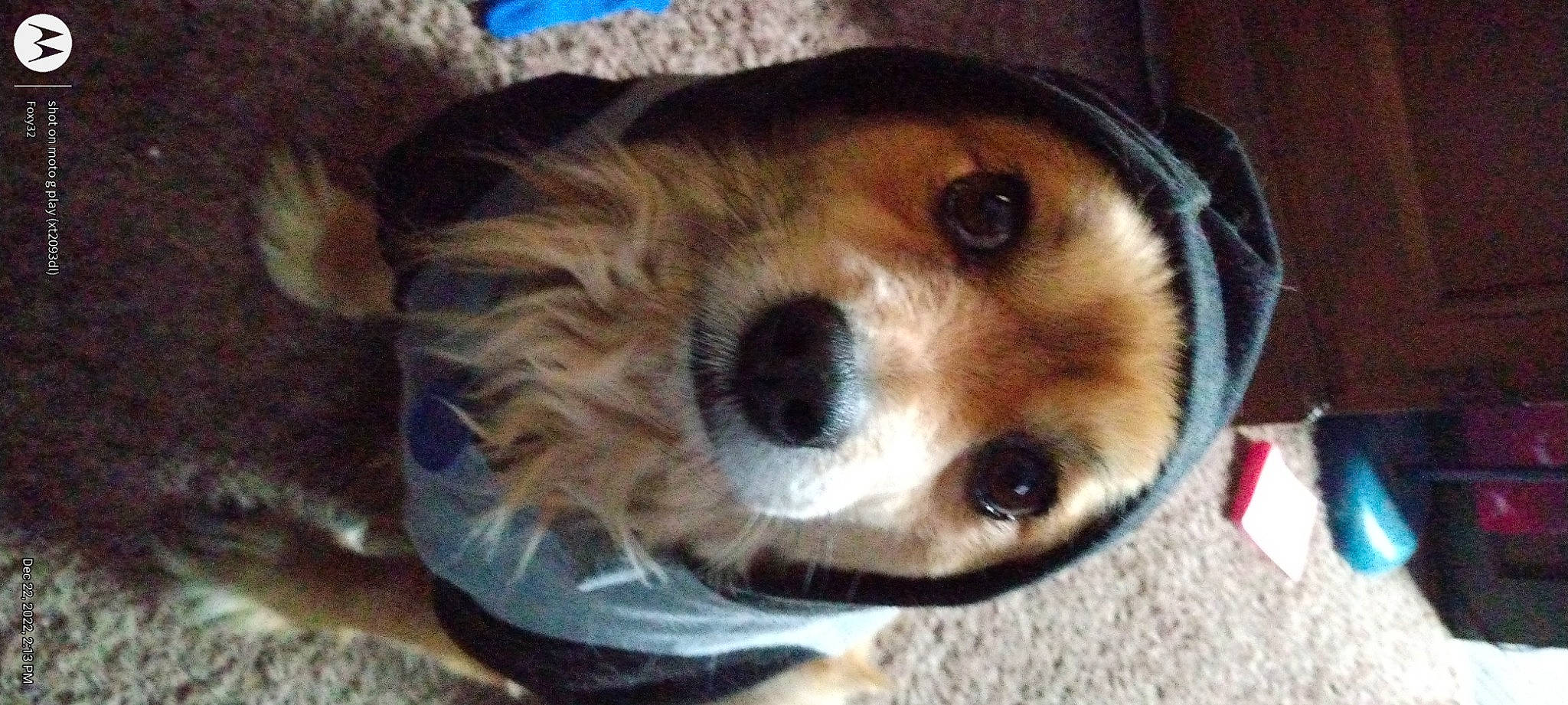 Chase joined the competition — help win amazing prizes! canidae, carnivore, comfort, companion_dog, dog, dog_breed, fawn, fur, irishjacks, liver, mammal, snout, sporting_group, terrestrial_animal, toy_dog, vertebrate, whiskers, working_animal