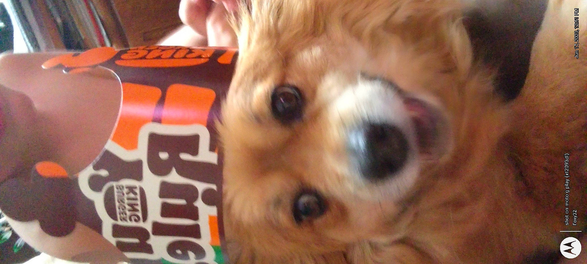 Chase is registered to the contest to win money with this photo: canidae, carnivore, close_up, companion_dog, dog, dog_breed, dog_supply, ear, fawn, fur, mammal, nose, paw, snout, sporting_group, terrestrial_animal, tibetan_spaniel, toy_dog, whiskers, wood