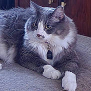 Christian joined the competition — help win amazing prizes! cat, fluffy_cat, gray_cat, white markings, long_hair, pet, animal, feline, portrait, close_up, lying_down, paws, whiskers, ears, eyes, collar, tag, cushion, indoor, wooden_background