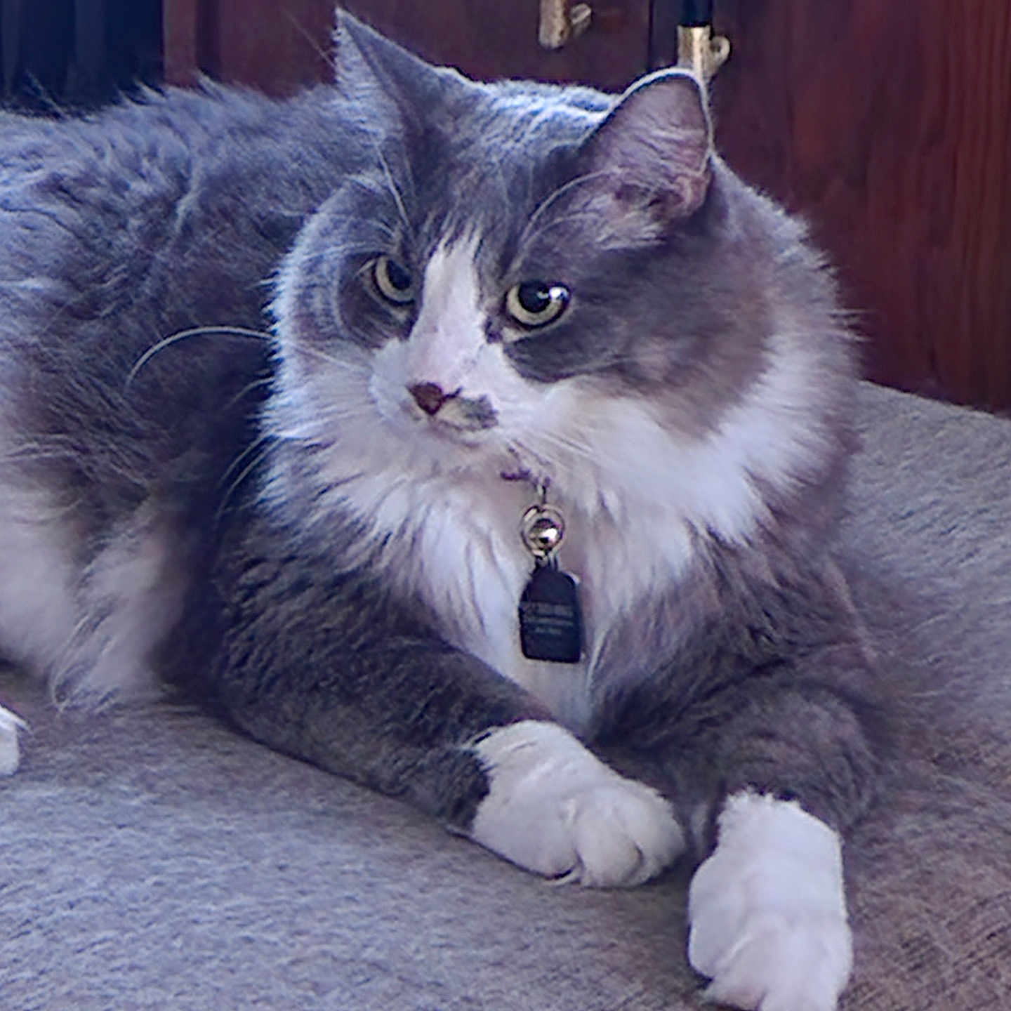 Christian joined the competition — help win amazing prizes! cat, fluffy_cat, gray_cat, white markings, long_hair, pet, animal, feline, portrait, close_up, lying_down, paws, whiskers, ears, eyes, collar, tag, cushion, indoor, wooden_background