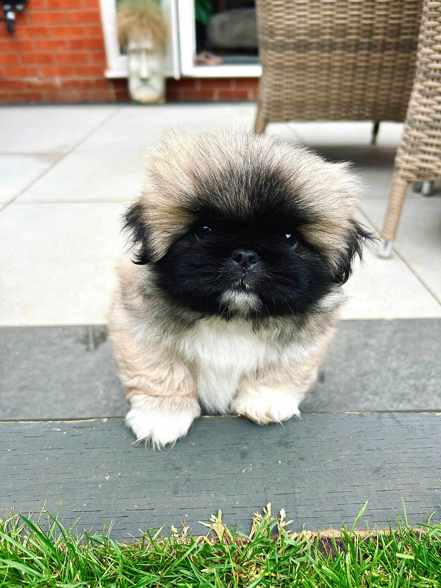 Ludo