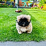 Ludo joined the competition — help win amazing prizes! puppy, dog, grass, garden, flowers, toy, outdoor, pet, small_dog, greenery, sunlight, cute, fluffy, animal, lawn, backyard, summer, nature, playful, young