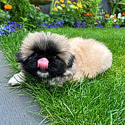 Ludo joined the competition — help win amazing prizes! puppy, dog, grass, tongue_out, outdoor, garden, flowers, colorful, cute, fluffy, black_face, beige_fur, pet, nature, playful, young_dog, greenery, summer, animal, adorable