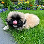 puppy, dog, grass, tongue_out, outdoor, garden, flowers, colorful, cute, fluffy, black_face, beige_fur, pet, nature, playful, young_dog, greenery, summer, animal, adorable