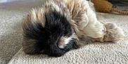 Ludo joined the competition — help win amazing prizes! puppy, dog, sleeping, fur, carpet, toy, indoor, closeup, cute, pet, animal, cozy, resting, small, fluffy, brown, black, white, soft, domestic