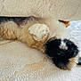 Ludo is registered to the contest to win money with this photo: puppy, dog, lying_down, upside_down, fluffy, carpet, indoor, cute, pet, relaxed, furry, small_dog, white_paws, black_face, brown_fur, resting, cozy, home, under_couch, animal