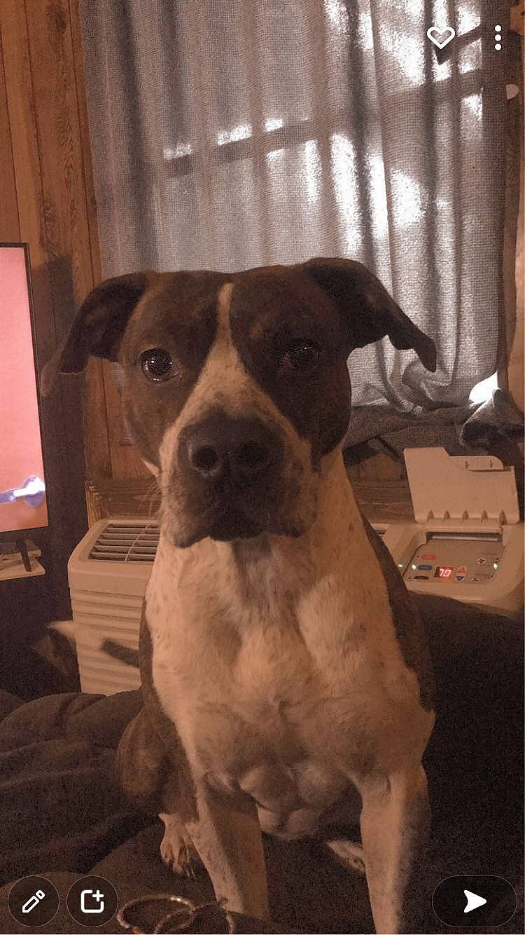 Sissy joined the competition — help win amazing prizes! ancient_dog_breeds, carnivore, companion_dog, dog, dog_breed, dog_collar, fawn, fur, guard_dog, hunting_dog, liver, pit_bull, selfie, snout, whiskers, wood, working_animal, working_dog