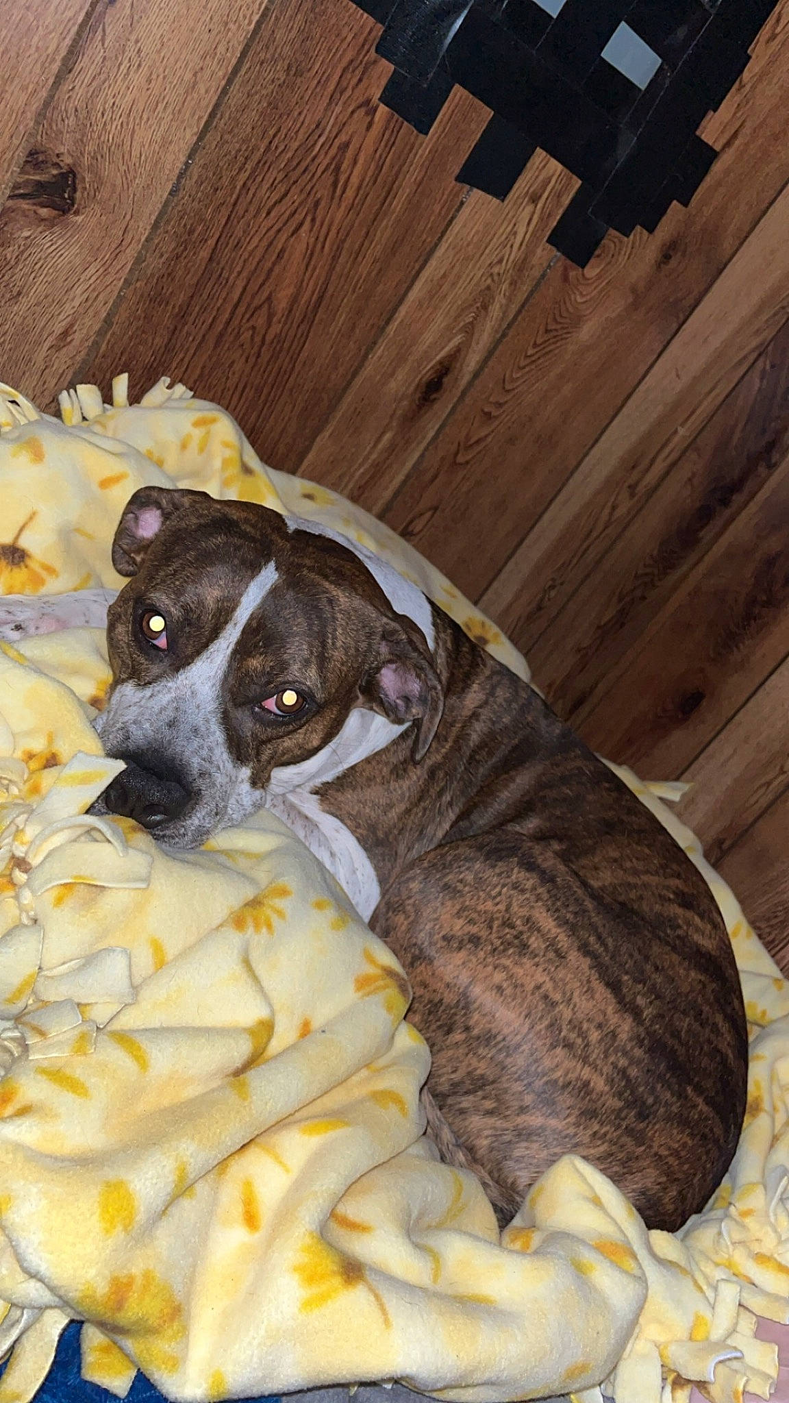 Sissy joined the competition — help win amazing prizes! canidae, carnivore, chihuahua, comfort, companion_dog, dog, dog_breed, fawn, felidae, fur, hardwood, linens, nap, paw, plank, sporting_group, toy_dog, whiskers, wood, working_animal