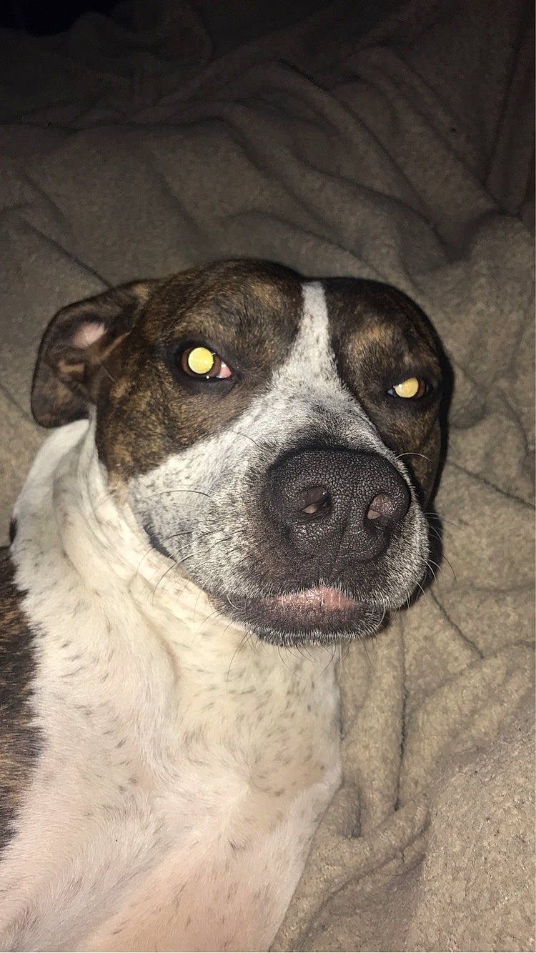 Sissy is registered to the contest to win money with this photo: canidae, carnivore, collar, companion_dog, dog, dog_breed, dog_collar, fur, non_sporting_group, snout, sporting_group, whiskers, working_animal, working_dog