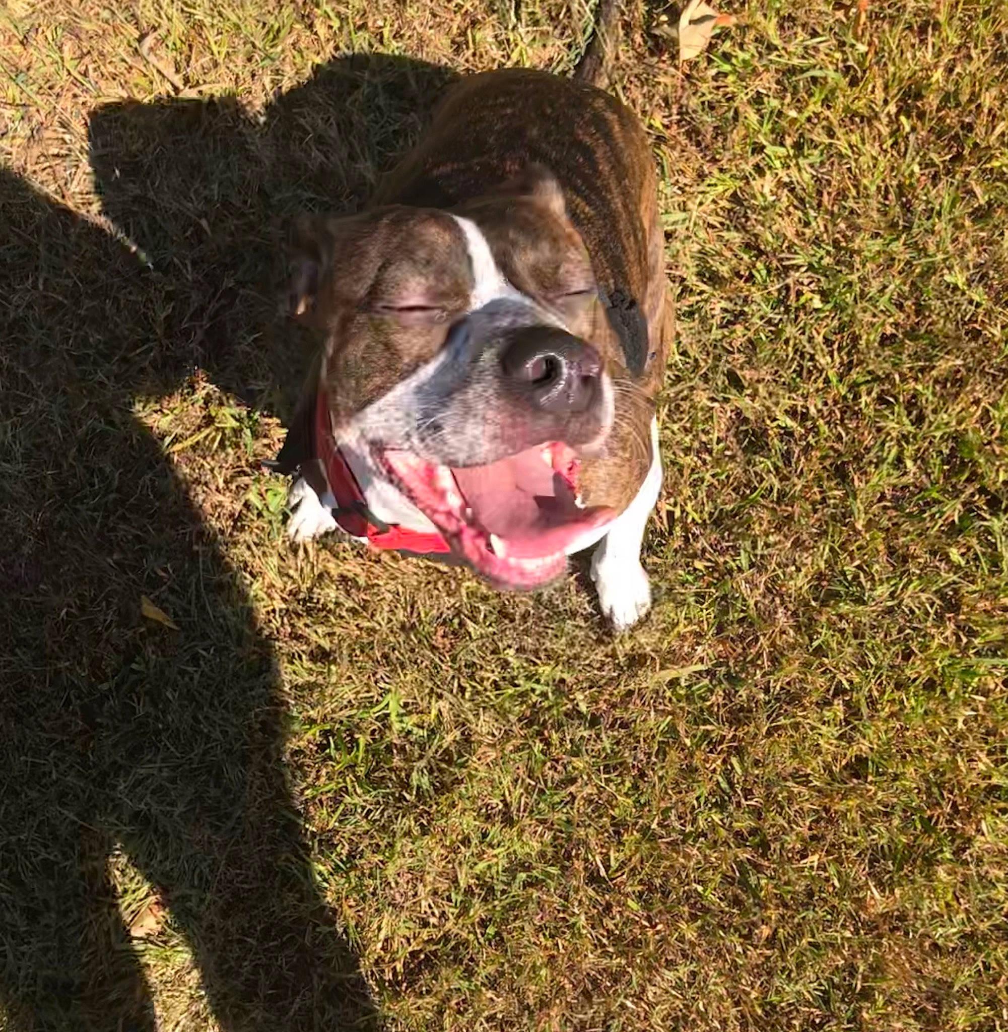 Sissy joined the competition — help win amazing prizes! bulldog, carnivore, collar, companion_dog, dog, dog_breed, dog_collar, fawn, fur, grass, liver, molosser, plant, snout, soil, sporting_group, terrestrial_animal, whiskers, working_animal, wrinkle