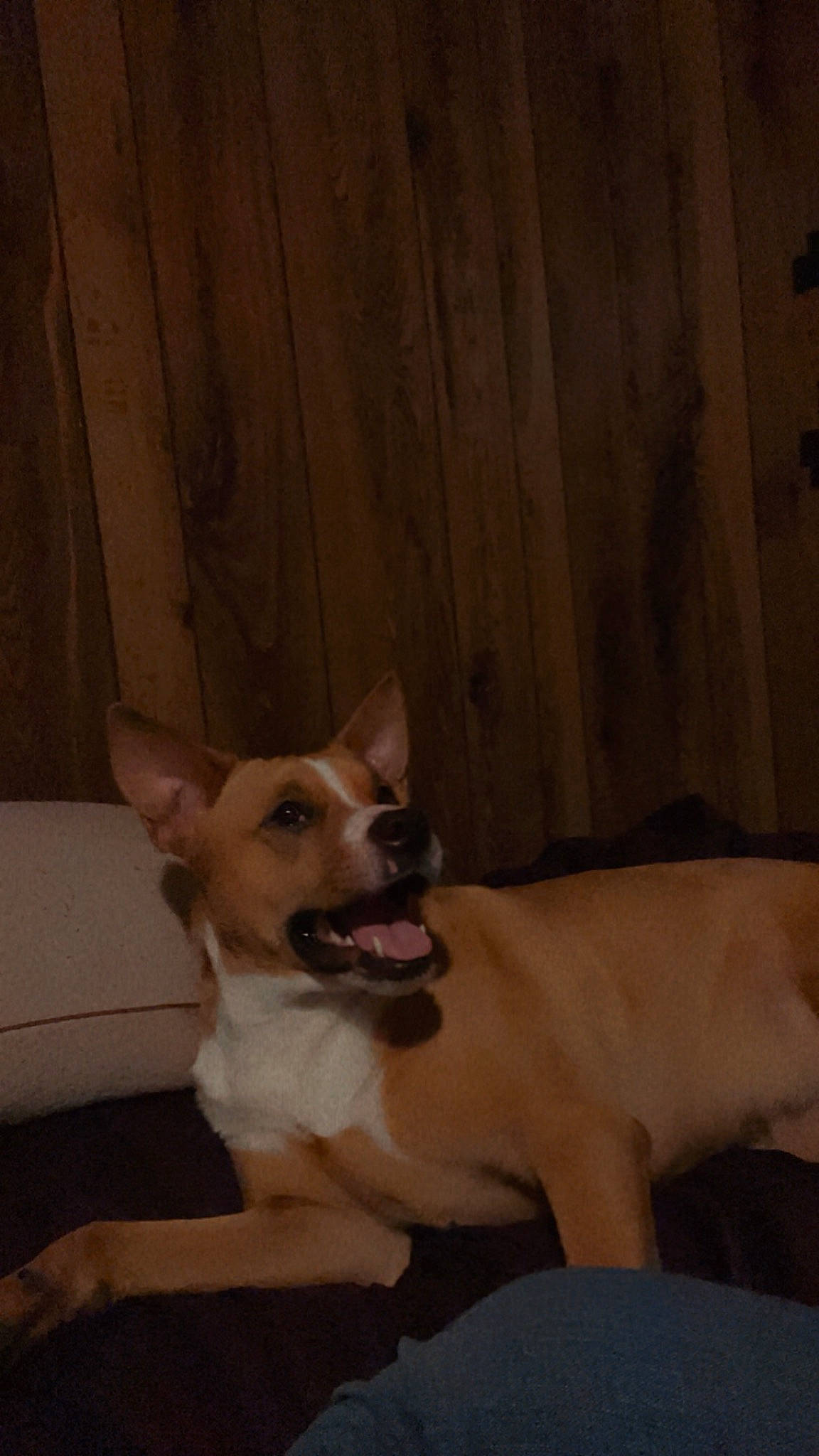 Lily joined the competition — help win amazing prizes! canidae, carnivore, chihuahua, comfort, companion_dog, dog, dog_breed, dog_supply, fawn, felidae, fur, hardwood, mammal, paw, sporting_group, tail, toy_dog, whiskers, wood, working_animal