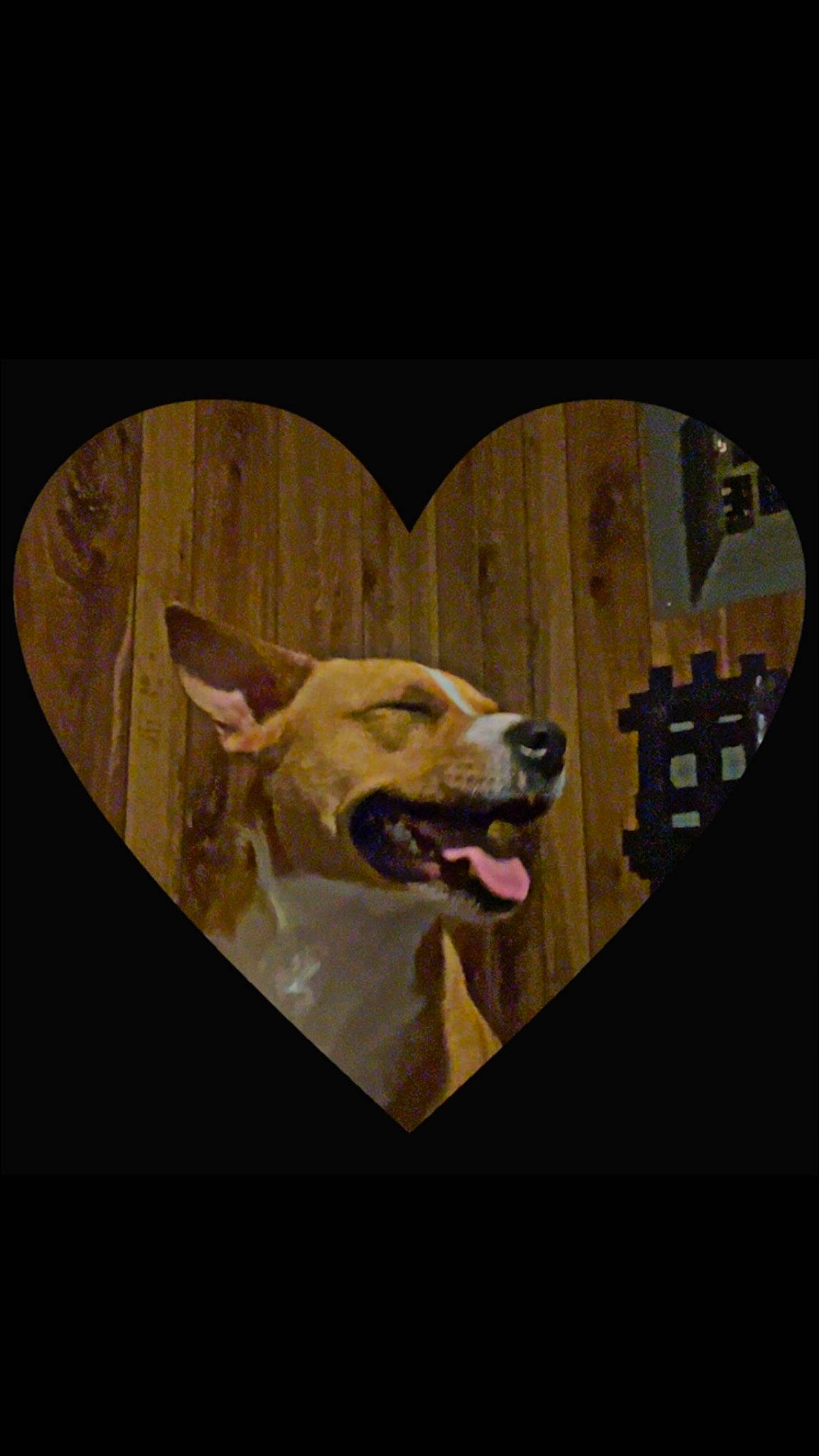 Lily joined the competition — help win amazing prizes! art, canidae, carnivore, circle, companion_dog, dog, dog_breed, ear, eyewear, fawn, fictional_character, fur, jaw, snout, sporting_group, toy, visual_arts, whiskers, wood, working_animal