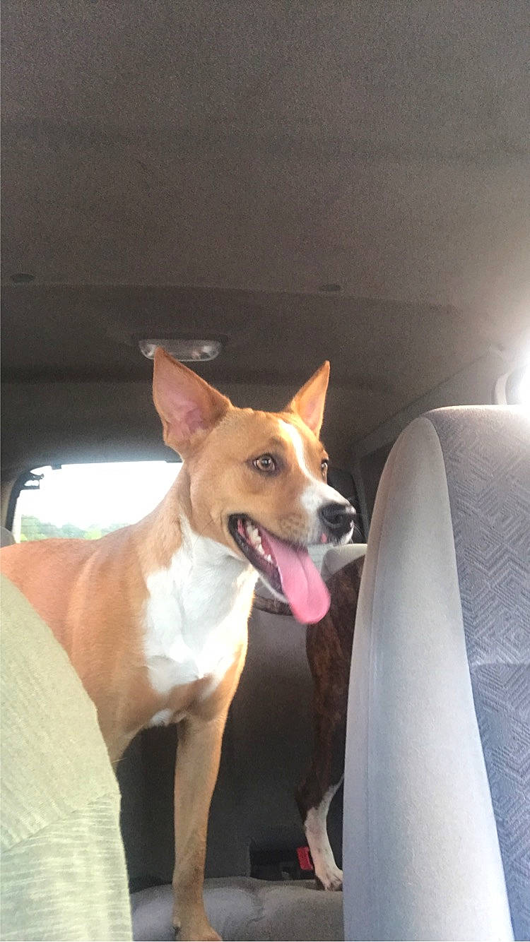Lily is registered to the contest to win money with this photo: ancient_dog_breeds, basenji, canidae, carnivore, collar, comfort, companion_dog, dog, dog_breed, dog_collar, door, fawn, non_sporting_group, snout, sporting_group, whiskers, window, working_animal, working_dog