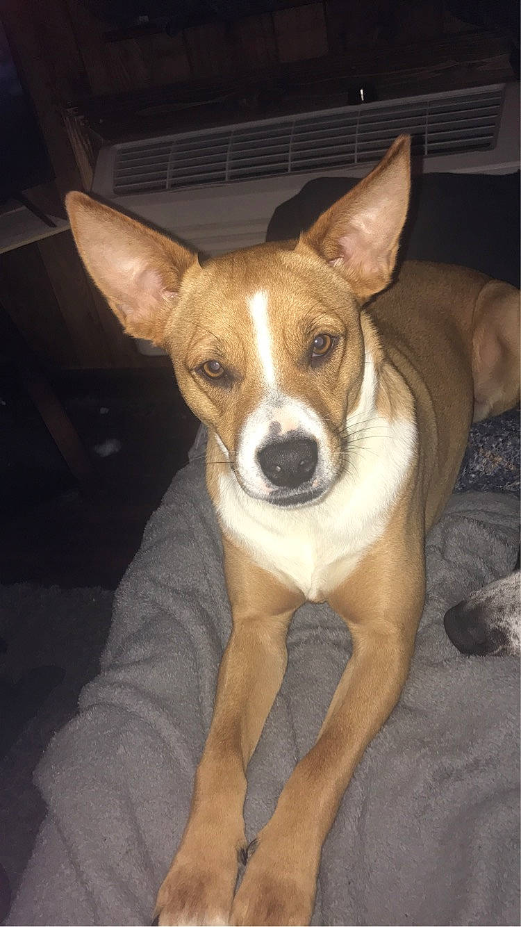 Lily joined the competition — help win amazing prizes! canidae, carnivore, comfort, companion_dog, dog, dog_breed, fawn, irishjacks, snout, whiskers