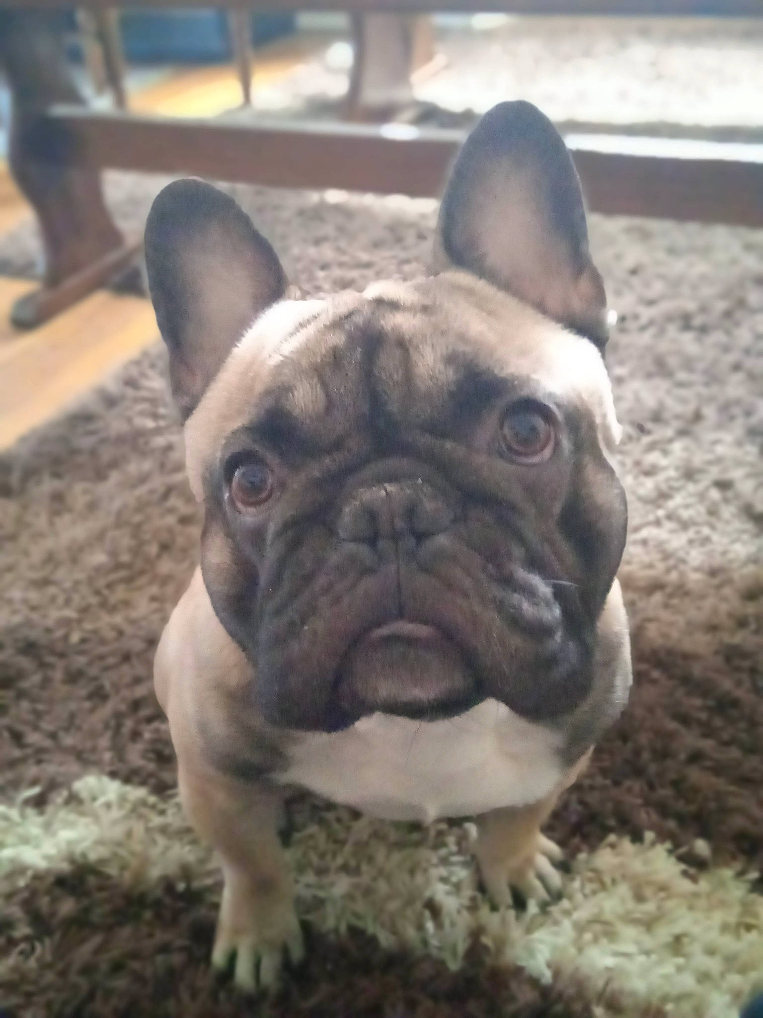 Sanji participe au concours pour gagner de l'argent avec cette photo : bulldog, canidae, carnivore, companion_dog, dog, dog_breed, ear, fawn, flooring, fur, grass, non_sporting_group, old_english_bulldog, snout, sporting_group, terrestrial_animal, toy_dog, whiskers, working_animal, wrinkle