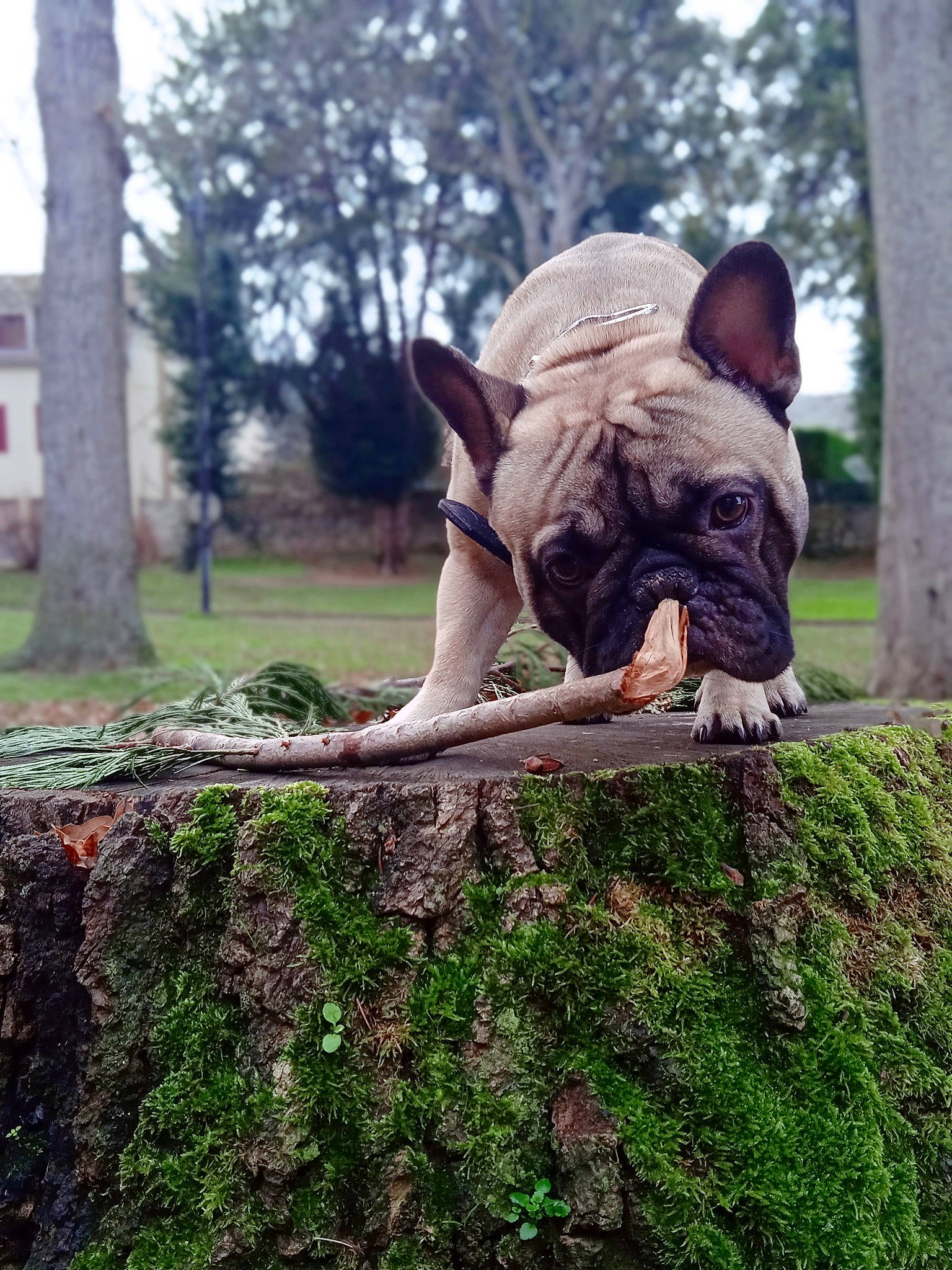 Sanji a rejoint le concours — aidez-le/la à gagner de superbes lots ! black_rhinoceros, dog, dog_breed, fawn, forest, grass, indian_rhinoceros, plant, rhinoceros, sky, snout, sumatran_rhinoceros, terrestrial_animal, tree, trunk, white_rhinoceros, wildlife, wood, working_animal, wrinkle