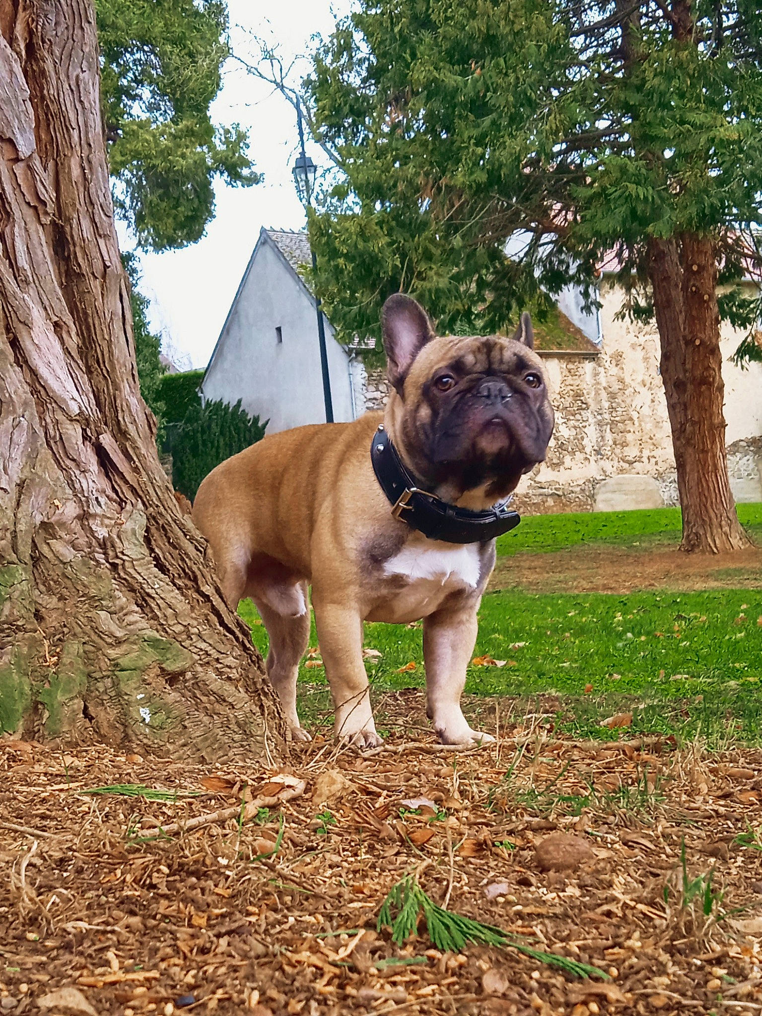 Sanji a rejoint le concours — aidez-le/la à gagner de superbes lots ! bulldog, canidae, carnivore, collar, companion_dog, dog, dog_breed, dog_collar, fawn, grass, plant, sky, snout, soil, sporting_group, toy_dog, tree, wood, working_animal, wrinkle