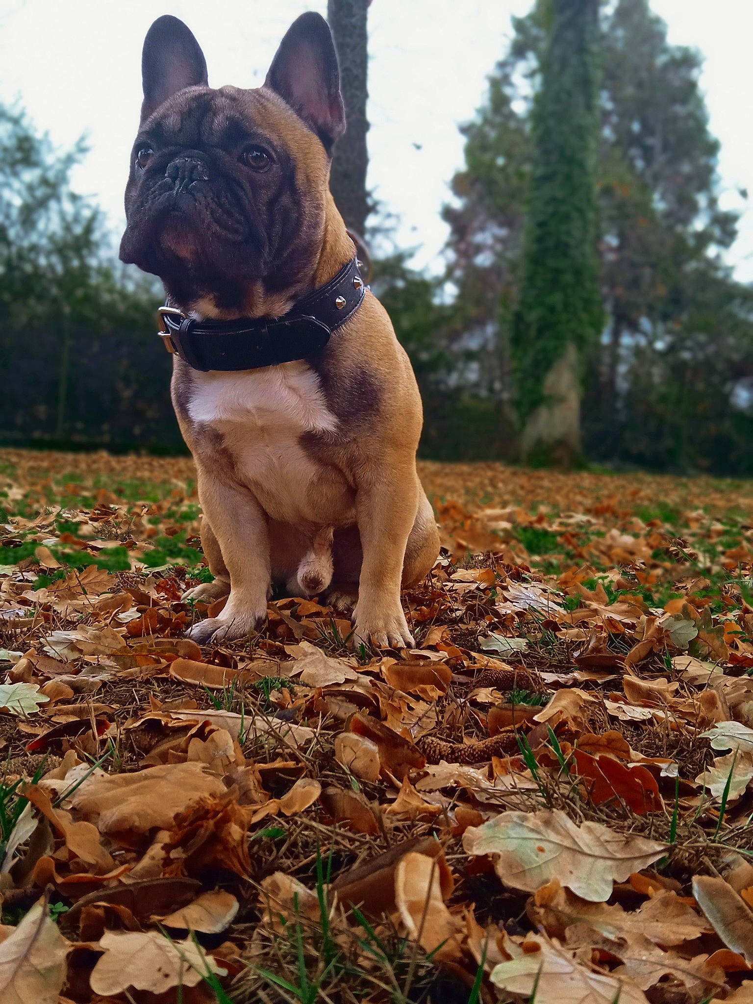 Sanji participe au concours pour gagner de l'argent avec cette photo : bulldog, canidae, carnivore, collar, companion_dog, deciduous, dog, dog_breed, dog_collar, fawn, grass, molosser, plant, sky, snout, soil, sporting_group, tree, wood, wrinkle