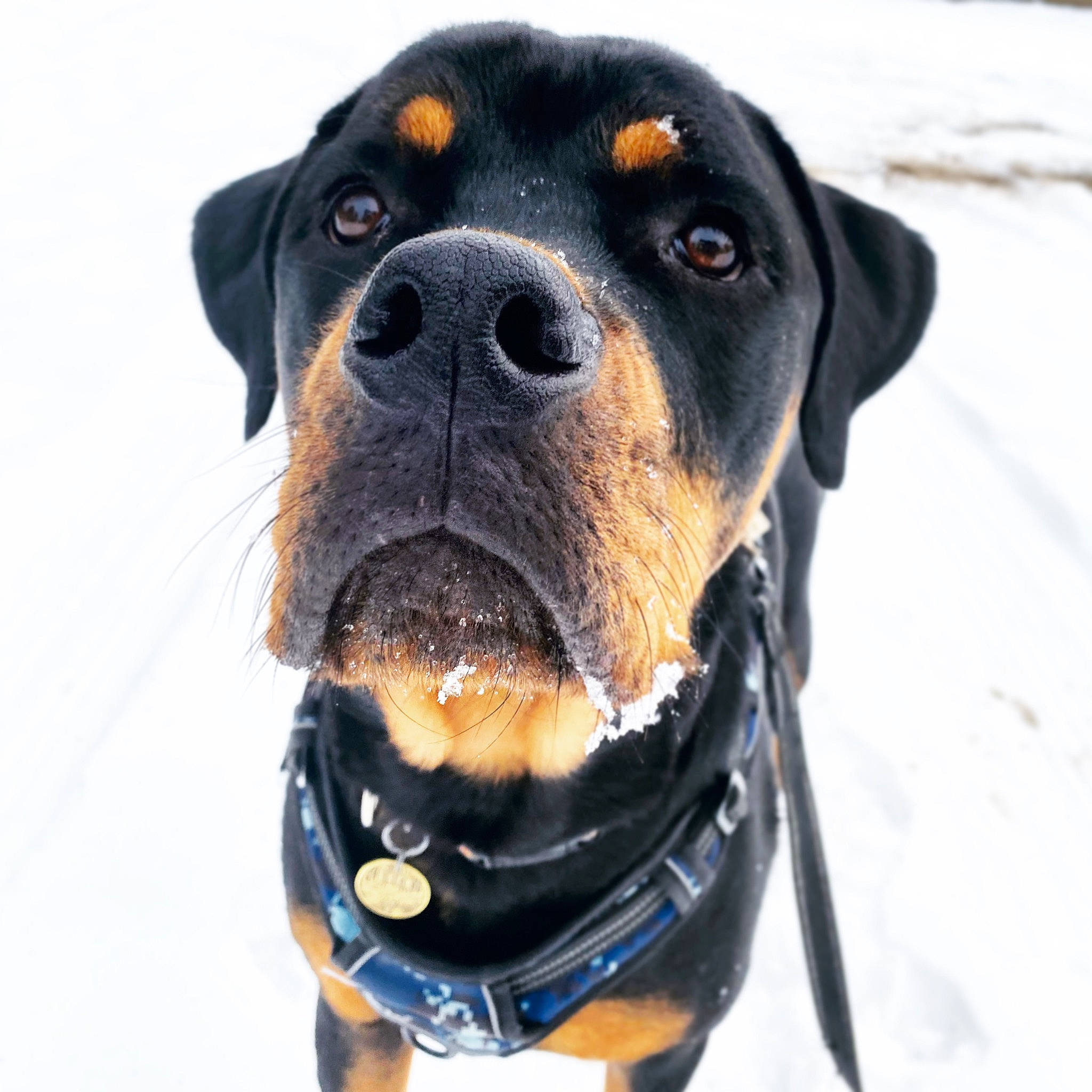 Buckaroo joined the competition — help win amazing prizes! canidae, carnivore, collar, companion_dog, dog, dog_breed, dog_collar, dog_supply, freezing, hunting_dog, iris, leash, mammal, pet_supply, snout, snow, sporting_group, whiskers, winter, working_animal