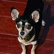 Miles is registered to the contest to win money with this photo: dog, chihuahua, pet, gold_chain, necklace, hardwood_floor, indoor, ears, looking_up, small_dog, black_fur, white_fur, paws, eyes, portrait, home_interior, shadow, brick_wall, curious, standing