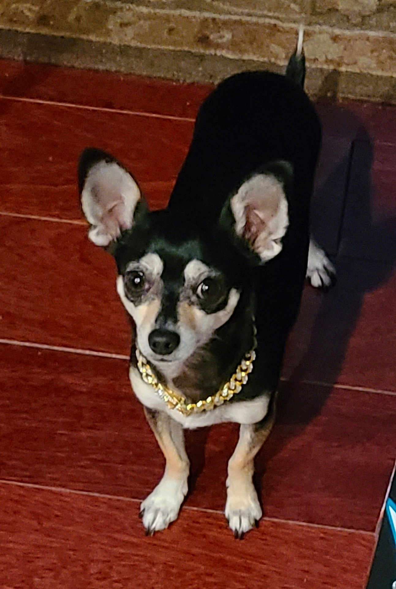 Miles is registered to the contest to win money with this photo: dog, chihuahua, pet, gold_chain, necklace, hardwood_floor, indoor, ears, looking_up, small_dog, black_fur, white_fur, paws, eyes, portrait, home_interior, shadow, brick_wall, curious, standing