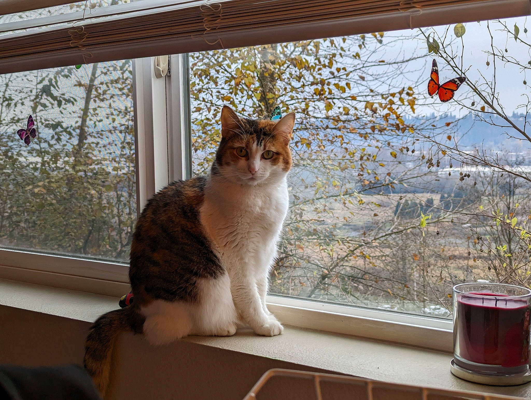 Nalla joined the competition — help win amazing prizes! branch, carnivore, cat, door, fawn, felidae, house, interior_design, plant, sky, small_to_medium_sized_cats, snout, sunlight, tail, tints_and_shades, tree, twig, whiskers, window, wood