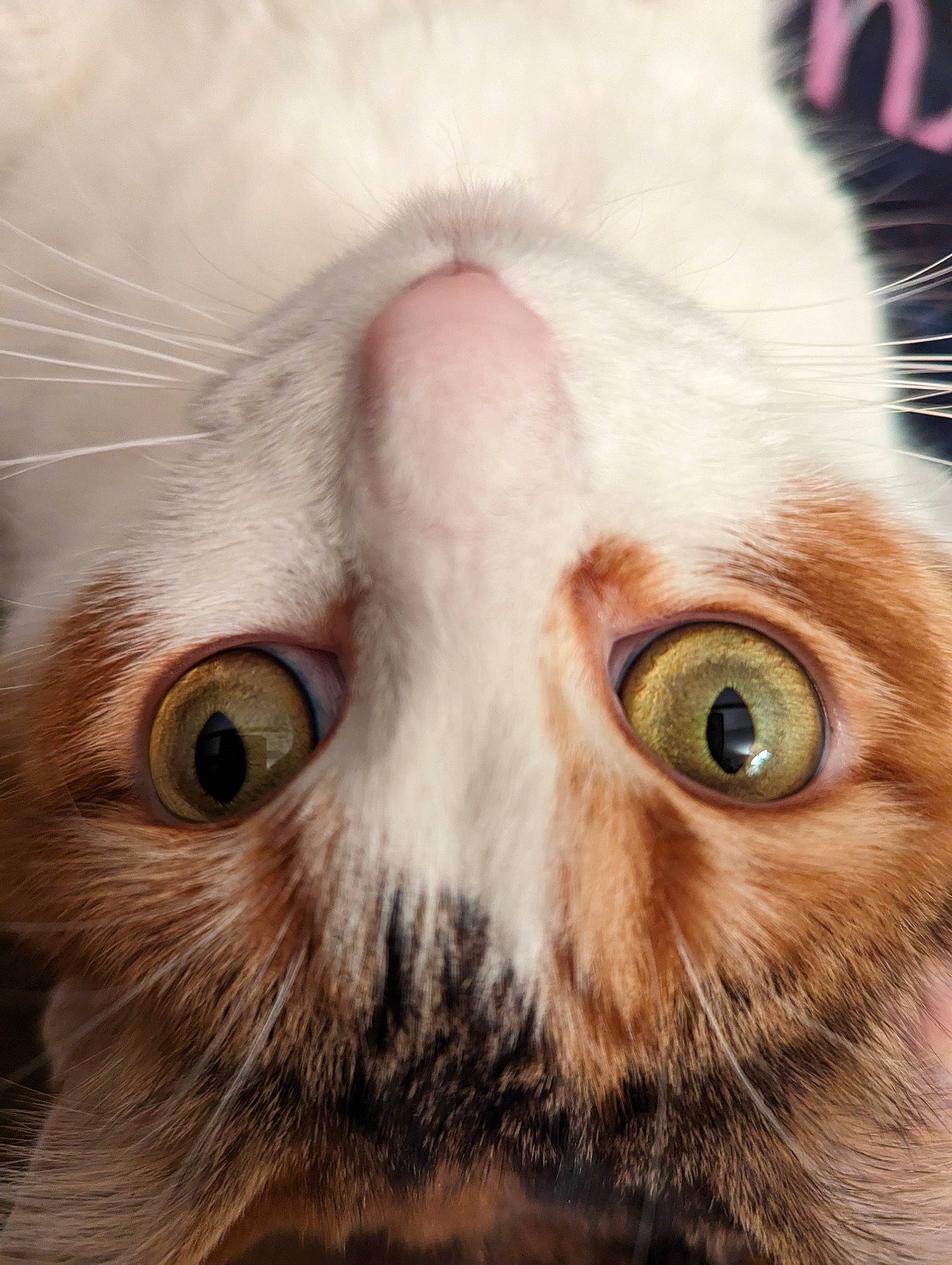 Nalla is registered to the contest to win money with this photo: brown, carnivore, cat, close_up, domestic_short_haired_cat, ear, eyelash, felidae, fur, iris, mammal, nose, paw, small_to_medium_sized_cats, snout, terrestrial_animal, vertebrate, whiskers