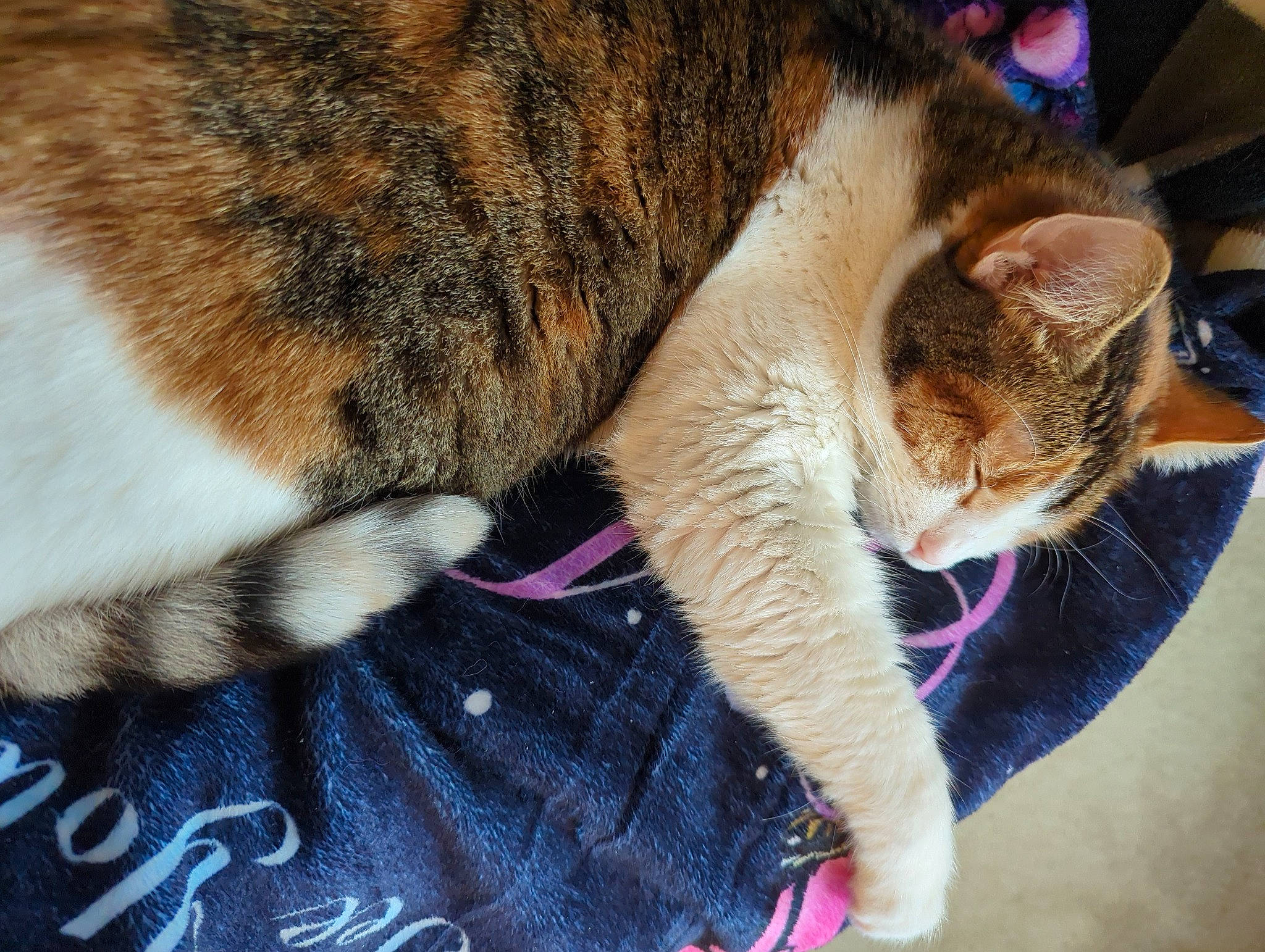 Nalla joined the competition — help win amazing prizes! carnivore, cat, claw, comfort, domestic_short_haired_cat, fawn, felidae, foot, fur, human_leg, lap, nap, paw, sitting, sleep, small_to_medium_sized_cats, snout, tail, whiskers